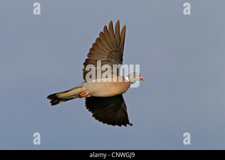 wood pigeon (Columba palumbus), flying, Spain, Balearen, Majorca Stock Photo