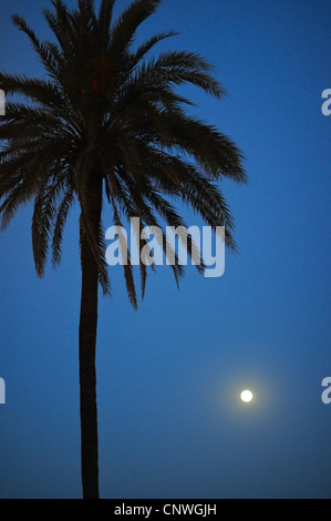 Silhouette of palm tree backlit by moon Stock Photo