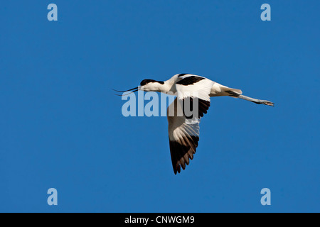 pied avocet (Recurvirostra avosetta), flying, Spain, Balearen, Majorca Stock Photo