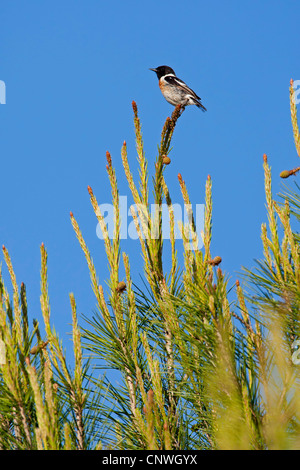 common stonechat (Saxicola torquata), male sitting on a pine, Spain, Balearen, Majorca Stock Photo