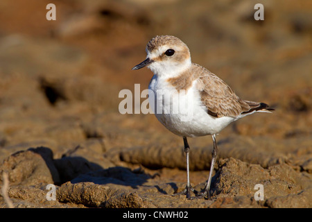 kentish plover (Charadrius alexandrinus), standing, Spain, Balearen, Majorca Stock Photo