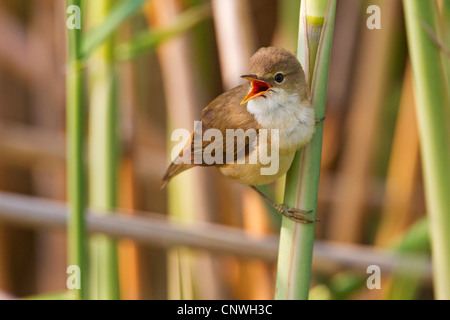 reed warbler (Acrocephalus scirpaceus), sitting in reed singing, Germany, Rhineland-Palatinate Stock Photo