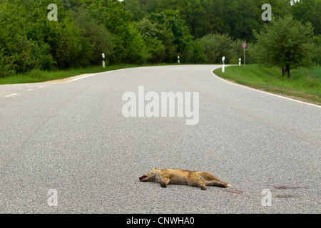 red fox (Vulpes vulpes), cub run over lying on country road, Austria, Burgenland, Neusiedler See National Park