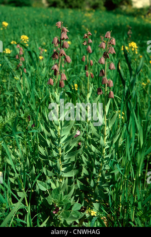 Persian fritillary (Fritillaria persica), blooming Stock Photo