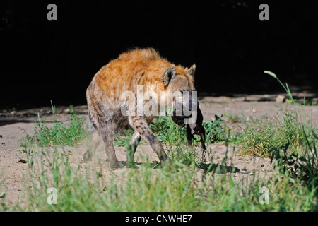 spotted hyena (Crocuta crocuta), mother carrying new born Stock Photo