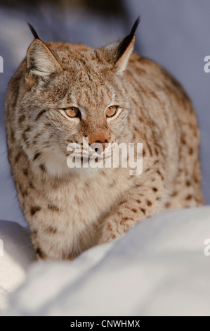 Eurasian lynx (Lynx lynx), in snow, Norway, Lauvsnes Stock Photo