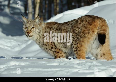 Eurasian lynx (Lynx lynx), standing in snow, Norway, Lauvsnes Stock Photo