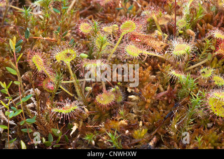 round-leaved sundew, roundleaf sundew (Drosera rotundifolia), on Sphangnum , Germany, Bavaria Stock Photo