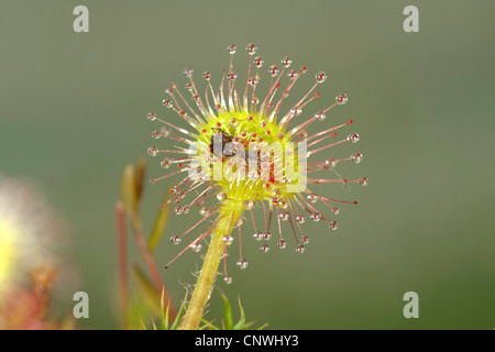 round-leaved sundew, roundleaf sundew (Drosera rotundifolia), leaf enclosing fly, Germany, Bavaria Stock Photo