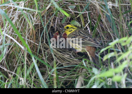 yellowhammer (Emberiza citrinella), male feeding offspring in ground nest, Germany, Bavaria Stock Photo