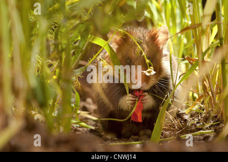 common hamster, black-bellied hamster (Cricetus cricetus), sitting among blades of grain, eating a common poppy blossom, Germany Stock Photo