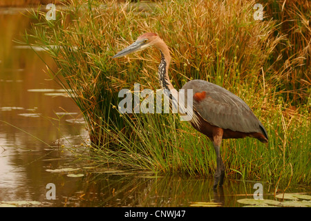 Goliath heron (Ardea goliath), standing in water, South Africa, Mpumalanga, Krueger National Park Stock Photo