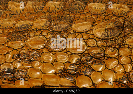 Nile crocodile (Crocodylus niloticus), macro shot of tail scales, South Africa, Kwazulu-Natal, Greater St. Lucia Wetland Park Stock Photo