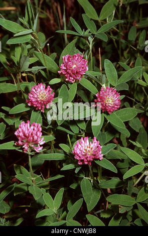 zigzag clover (Trifolium medium), blooming, Germany Stock Photo