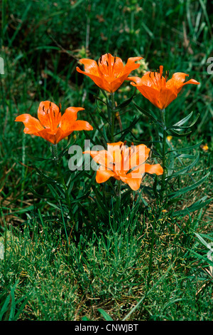 orange lily (Lilium bulbiferum), blooming Stock Photo