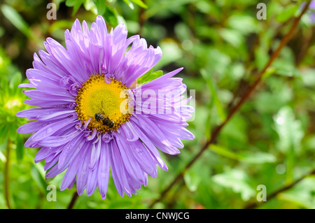 A purple daisy with a bee Stock Photo