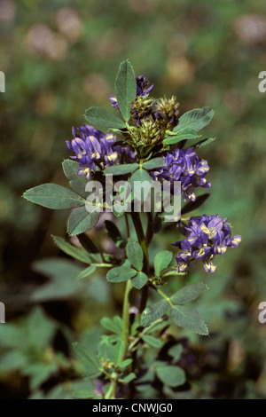 alfalfa, lucerne (Medicago sativa, Medicago x varia, Medicago varia), blooming Stock Photo
