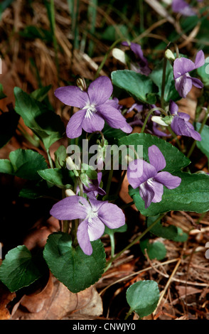 heath violet, heath dog-violet (Viola canina), blooming, Germany Stock Photo
