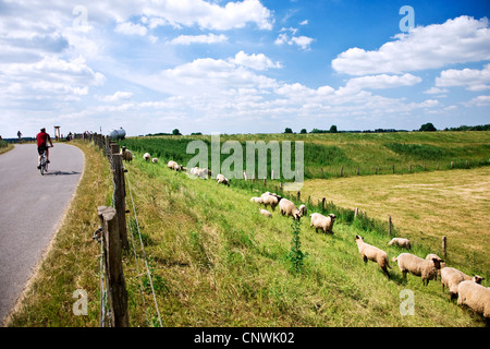 bikers on a dyke with grazing sheep at Bislicher Insel in Lower Rhine region, Niederrhein, Germany, North Rhine-Westphalia, Bislich Stock Photo