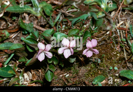 teesdale violet (Viola rupestris), bloomig, Germany Stock Photo
