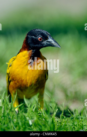 Village weaver, Spotted-backed weaver (Ploceus cucullatus, Textor cucullatus), male in nuptial colouration sitting in the grass Stock Photo