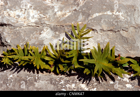 southern polypody (Polypodium cambricum, Polypodium australe), in a rock crevice Stock Photo