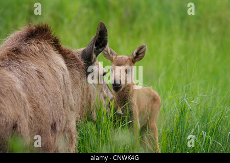 moose, elk (Alces alces), mother with calf in a meadow Stock Photo