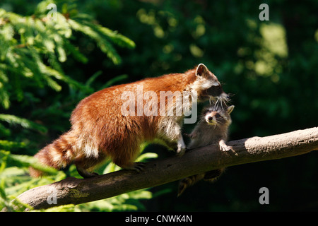 common raccoon (Procyon lotor), adult walking over a branch with a juvenile in the mouth Stock Photo