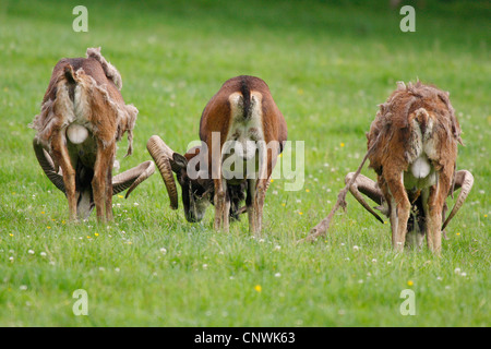 Mouflon (Ovis musimon, Ovis gmelini musimon, Ovis orientalis musimon), three male during change of the fur, Germany Stock Photo