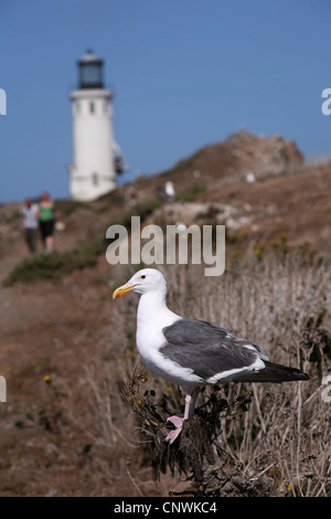 western gull (Larus occidentalis), single bird in front of lighthouse on the island Anacapa, USA, California, Channel Islands National Park Stock Photo