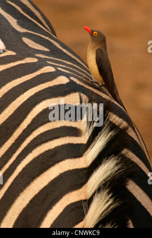 red-billed-oxpecker-buphagus-