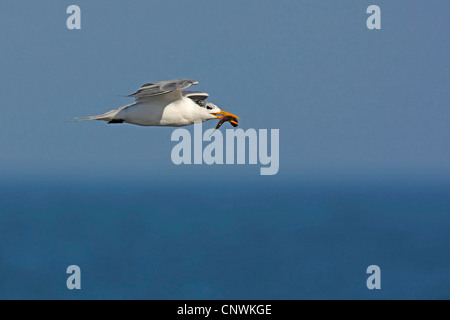 greater crested tern (Thalasseus bergii, Sterna bergii), flying with a caught fish in the beak, South Africa, Bird Island, Lamberts Bay Stock Photo