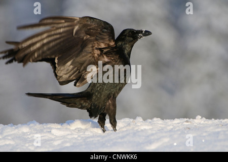 common raven (Corvus corax), landing, Norway Stock Photo