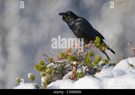 common raven (Corvus corax), sitting on a snow covered bush, Norway Stock Photo