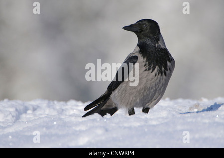 hooded crow (Corvus corone cornix), in winter, Norway Stock Photo
