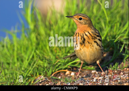 red-throated pitpit (Anthus cervinus), sitting on the ground, Greece, Lesbos Stock Photo