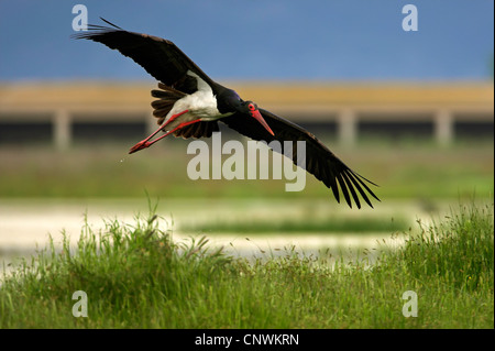 black stork (Ciconia nigra), flying over meadow, Greece, Lesbos Stock Photo