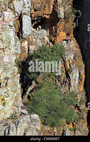 black stork (Ciconia nigra), nest in a steep rock wall with adult and juvenile, Spain, Extremadura Stock Photo