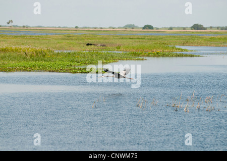 Great Blue Heron flying over a swamp Stock Photo