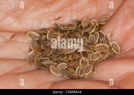 dill (Anethum graveolens), fruits in a hand Stock Photo