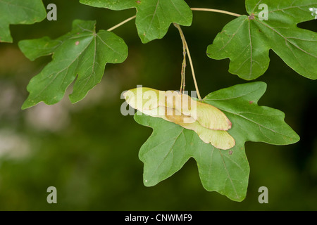 field maple, common maple (Acer campestre), fruits and leaf, Germany Stock Photo