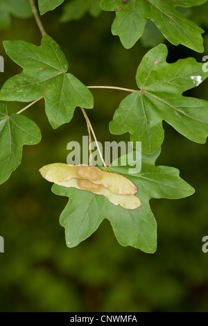 field maple, common maple (Acer campestre), fruits and leaf, Germany Stock Photo