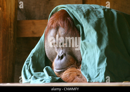 Sumatran orangutan (Pongo pygmaeus abelii, Pongo abelii), with the working cloth of a stockman laid on the head Stock Photo