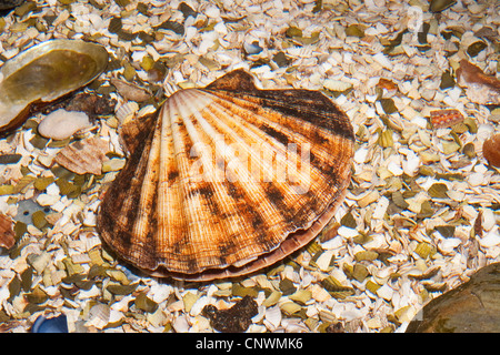 Great scallop, Common scallop, Coquille St. Jacques (Pecten maximus), shells on a bed of mussels Stock Photo