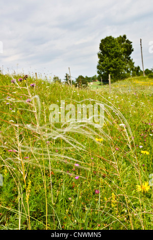 Feather grass in a meadow Stock Photo