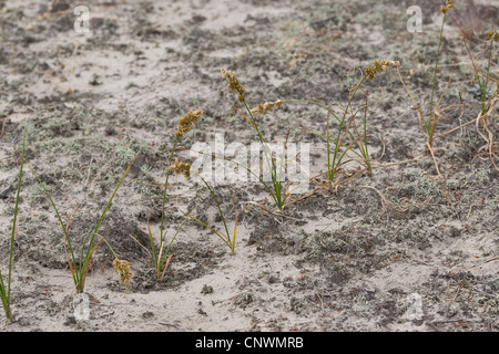sand sedge (Carex arenaria), growing on a dune, Germany, Schleswig Stock Photo