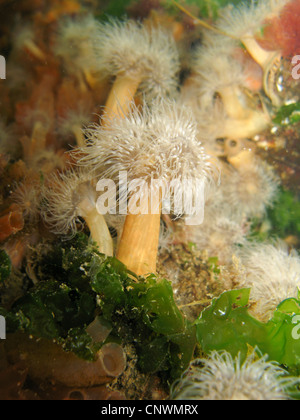 clonal plumose anemone, frilled anemone, plumose sea anemone, brown sea ...