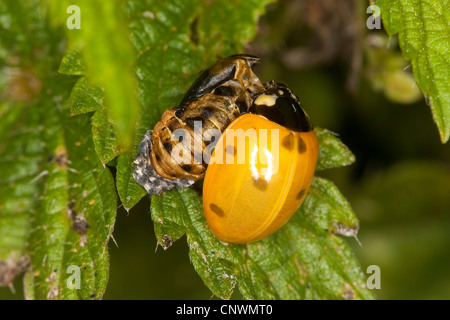 seven-spot ladybird, sevenspot ladybird, 7-spot ladybird (Coccinella septempunctata), beetle just hatched from the pupa, Germany Stock Photo