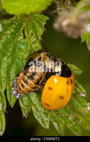 seven-spot ladybird, sevenspot ladybird, 7-spot ladybird (Coccinella septempunctata), beetle just hatched from the pupa, Germany Stock Photo