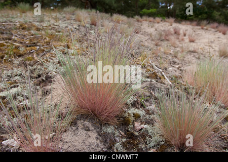 grey hair-grass (Corynephorus canescens), blooming on a dune, Germany Stock Photo